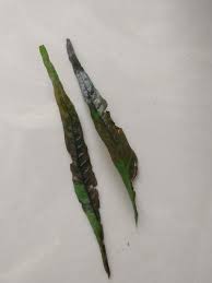 Check spelling or type a new query. New Java Fern Turning Brown Aquariacentral Com