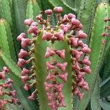 Image result for Euphorbia baylissii