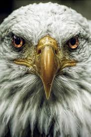 Types Of Eagles Eagles Are Larger Than Buteo Hawks With Some Having Wingspreads Up To 2 5 Metres 8 Feet Wide Color V Bald Eagle Animals Animals Beautiful