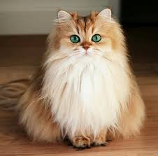 Hayvanlar Animals Kedi Cat Funny Photos Cute Kittens Sevimli Kedi Yavrulari Kedi
