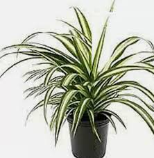 Image result for Chlorophytum africanum