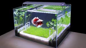 5 awesome betta tank ideas. Amazing Diy Nano Aquascape For Betta No Co2 Planted Aquarium Decorations Ideas Home Decor 118 Youtube
