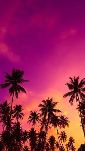 Download the perfect sunset with palm tree pictures. Beautiful Sunset Wallpaper With Palm Trees Apessoaescreve