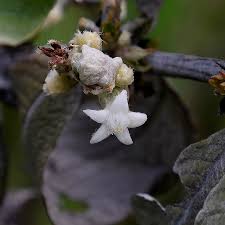 Image result for Sabicea