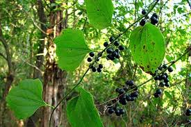 I need evening glove length garden. Greenbrier Smilax Rotundifolia In Nova Scotia Edible Landscaping Greenbrier Florida Plants