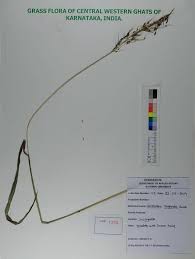 Image result for Cleistachne sorghoides