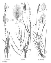 Image result for Digitaria complanata