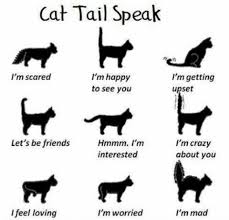 Cat Tail Cat Facts Cat Tail Cat Language