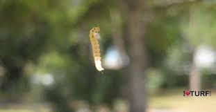 Small clear plastic worm bin for kids. What Are Those Little Green Worms Hanging From Oaks Trees Apl Pest Control