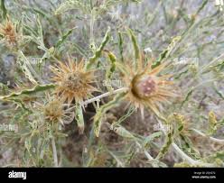 Image result for Dicoma capensis