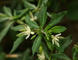 Image result for Glinus