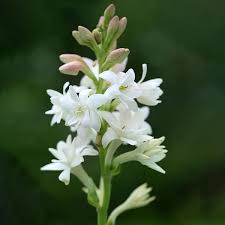 Image result for Polianthes tuberosa