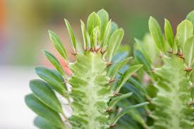 Image result for Euphorbia davyi