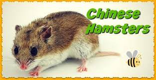 Chinese hamsters live two to three years on average. Chinese Dwarf Hamster Care Facts Dwarfhamsterhome Com