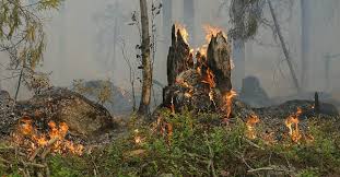 Dégradations au cimetière de redessan, une enquête en cours; Herault Visualisez En Un Clic Le Niveau De Vigilance Feux De Foret Des 9 Massifs De L Herault
