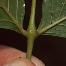 Image result for Markhamia tomentosa