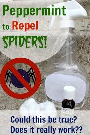 Diy Spider Spray Repelling Spiders With Peppermint Does It Really Work The Creek Line House