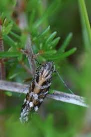 Image result for Ericinella