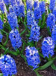 Flowers Of Keukenhof Beautiful Flowers Spring Flowers Garden Bulbs