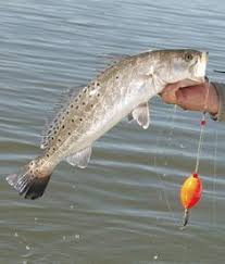 The architect describes how during her first ever trip outside india, she found herself judging everyone around her for their different lifestyle. 55 Pier Fishing Tips Ideas Fishing Tips Pier Fishing Saltwater Fishing