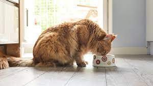Cats need a specific combination of nutrients in their food to keep them healthy and match their activity levels. How Much Wet Food To Feed A Cat Every Day