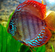 Ikan discus (symphysodon discus) perairan sungai amazon merupakan habitat asli ikan indah ini. 10 Ikan Hias Air Tawar Terindah Ikan Hias Air Tawar Laut Dan Aquarium