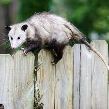 I always get excited when we get the odd one lol. How To Get Rid Of Opossums Updated For 2021
