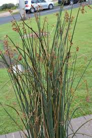 Image result for Schoenoplectus sp.no.1