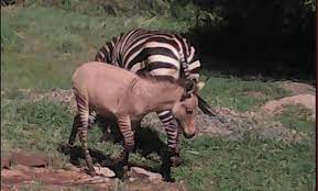 Красивый зебро-ослик: в Кении из-за спаривания диких животных родился  необычный малыш. Фото, видео - МЕТА