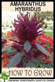 Amaranthus Hypochondriacus How To Grow Care