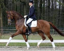 Stallion filled with strength and a powerful movement. Vivaldi Horse 5 Exclusive Videos Pedigree Rimondo
