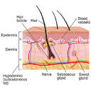 Anatomy of the Skin | Johns Hopkins Medicine