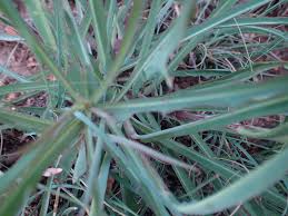 Image result for Lactuca inermis