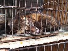 Coffee bean from animal droppings. Kopi Luwak Wikipedia