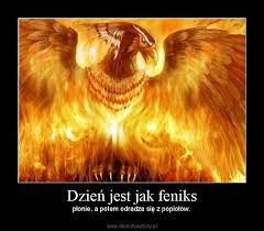 dzien jest jak feniks plonie a potem odradza sie z popiolow phoenix art mythical creatures phoenix bird