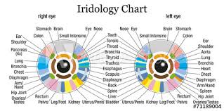 Iridology Chart White Buy This Stock Vector And Explore