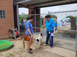 I got my cat from here right after harvey!! How To Support From Home Greater Houston Animal Shelters See High Intake Of Animals Amidst Coronavirus Pandemic Community Impact Newspaper
