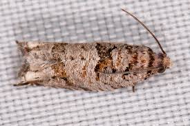 Image result for Rothmannia macrosiphon