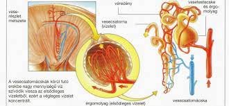 Diabetes insipidus sendiri berbeda dengan diabetes melitus. Penyakit Diabetes Insipidus Gejala Dan Penyebabnya