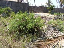 Image result for Crotalaria monteiroi