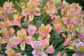 Alstroemeria Pflege Pflanzen Und Uberwintern Der Inkalilie Inkalilie Lilien Pflanzen