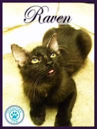 Raven Sick And Abandoned She Is Healing Nicely 3 Animal Rescue Kitty Pets