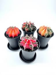 Image result for Gymnocalycium