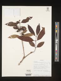 Image result for Polysphaeria dischistocalyx