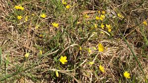 Not all species will have thumbnails. What Is A Small Yellow Wildflower Called