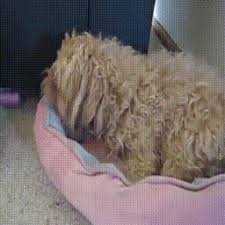 Currently the australian labradoodle is considered to be a cross between the poodle, cocker spaniel and. Http Hacs Csail Mit Edu Suppl Annotation Guideline Pdf