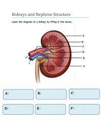 Structure of the nephron coloring worksheet answers. Kidney And Nephron Structure Worksheet