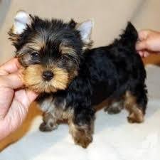 Search on info.com for picture of yorkie puppy. Excellent Teacup Yorkie Puppies At Best Price In Davao Davao Egargo Pet
