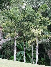 Image result for Caryota