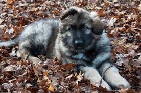 Please click link below to see our german shepherd puppies available for sale and find some quite awesome pup for you. Shiloh Shepherd Dogs In Canada Canadogs